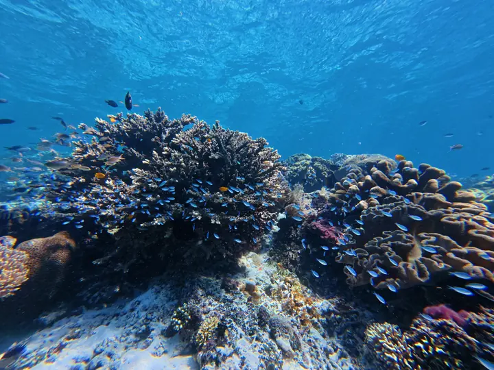 Coral reef at Batu Bolong