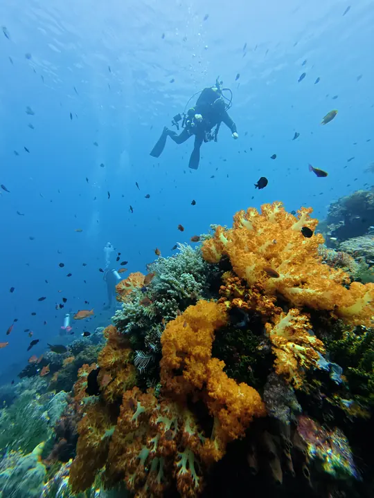 Diver over coral at Crystal Rock