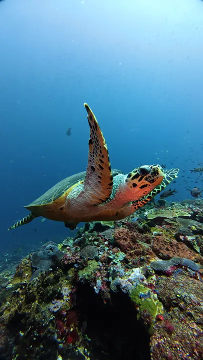 Hawksbill turtle over the reef