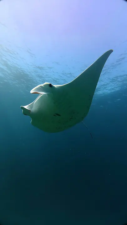 Manta ray at Manta Point, Komodo