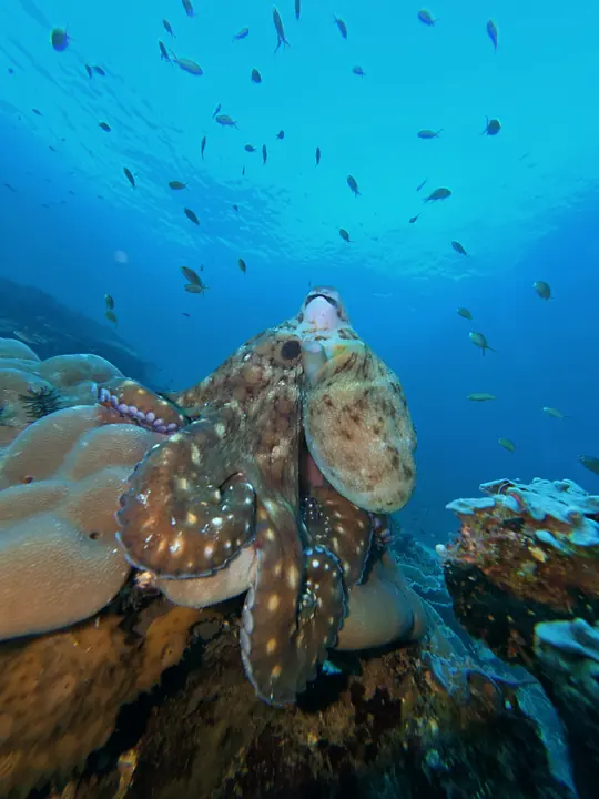 Octopus on a coral reef