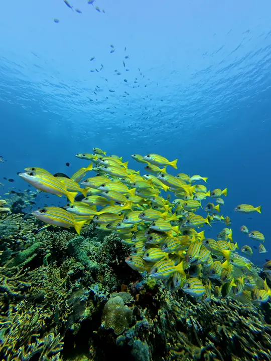 School of fish at Castle Rock
